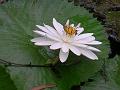 White Water Lily